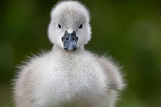 View of a fluffy grey cygnet with soft down feathers and a dark beak against a blurred green natural background in Mulhouse Grand Est France.
