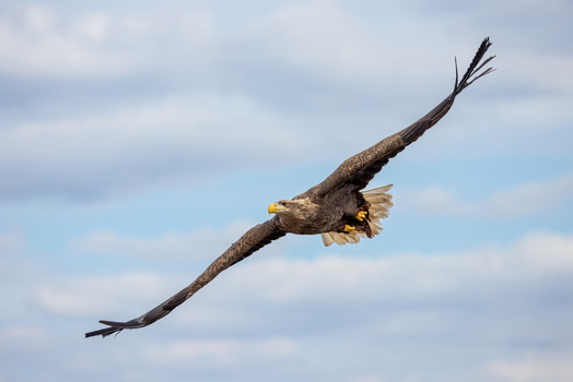 View of a white tailed eagle soaring with wings spread wide against a soft blue sky with white clouds in Selestat Grand Est France.
