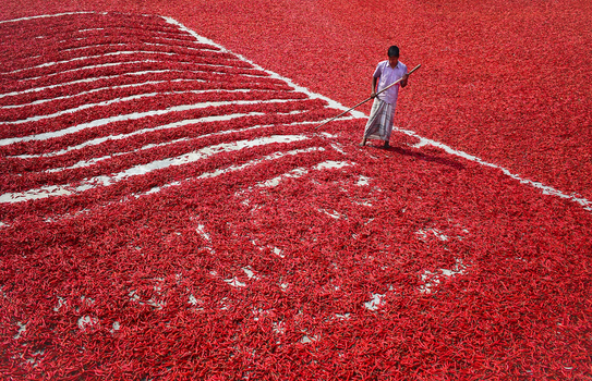 Bogura Bangladesh 13 February 2017 View of a worker spreading red chili peppers with a wooden rake across a vast drying field under the bright sun. Bogura Bangladesh 13 February 2017 View of a worker spreading red chili peppers with a wooden rake across a vast drying field under the bright sun.