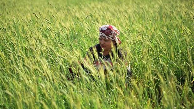 View of a woman working in a green wheat field Nepal.