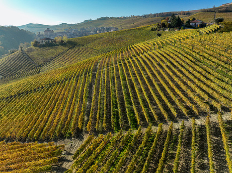 Aerial view of Barolo Cannubi Hill vineyards with golden autumn foliage and the historic village under a clear blue sky Barolo Piedmont Italy. Aerial view of Barolo Cannubi Hill vineyards with golden autumn foliage and the historic village under a clear blue sky Barolo Piedmont Italy.