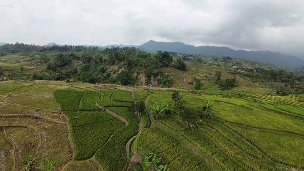 Aerial view of lush rice terraces in Kecamatan Sukamakmur Indonesia.