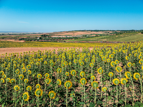 Aerial view of a vast field of sunflowers in full bloom under a clear blue sky in the rolling agricultural landscape of Andalusia Spain. Aerial view of a vast field of sunflowers in full bloom under a clear blue sky in the rolling agricultural landscape of Andalusia Spain.