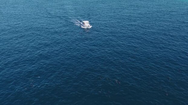 Aerial view of a boat and dolphins in the blue ocean Maldives.
