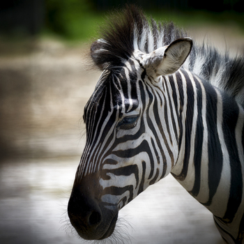 View of a zebra with its distinctive black and white striped pattern in profile captured in a natural setting in Poland.