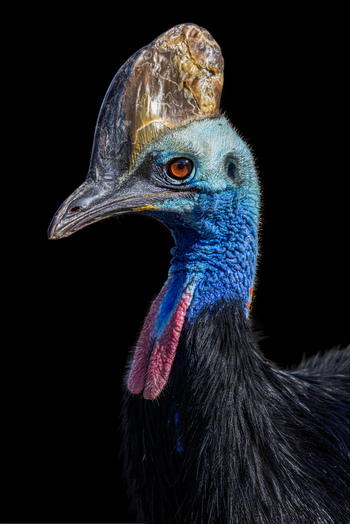 View of a Southern Cassowary with its vibrant blue neck red wattles and prominent casque against a black background in Selestat Grand Est France.