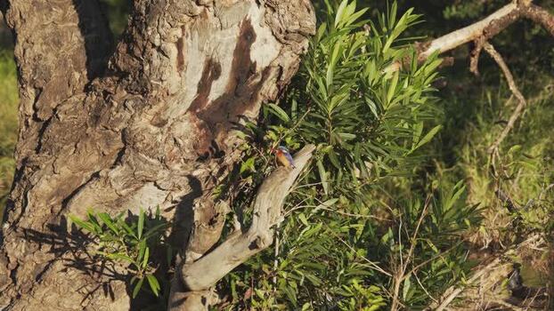 View of a kingfisher on a tree in Kruger National Park South Africa.