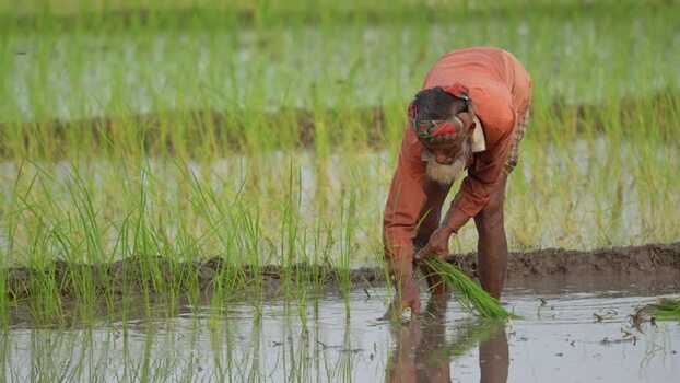 View of a farmer planting rice in a flooded field Bangladesh.