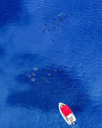 Aerial view of a tourist boat with a red canopy navigating through deep blue tropical waters near a pod of wild dolphins near Grand Baie Riviere du Rempart Mauritius.