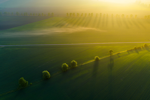 Aerial view of green agricultural fields with a row of trees casting long shadows in the morning mist during golden hour in Kyjov South Moravian Region Czechia.