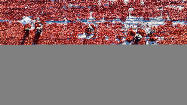 Aerial view of workers spreading tomatoes to dry in the sun on white sheets in Eregli Konya Turkiye. Aerial view of workers spreading tomatoes to dry in the sun on white sheets in Eregli Konya Turkiye.