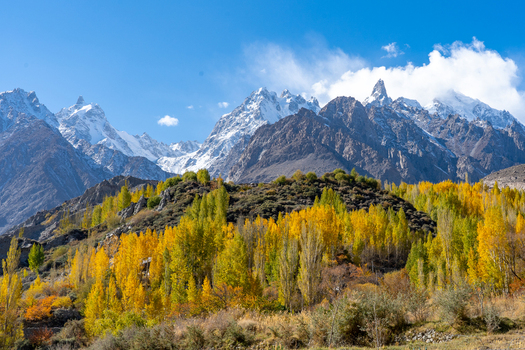 View of Hunza Valley with vibrant autumn foliage and snow capped mountain peaks under a clear blue sky in Karimabad Balochistan Pakistan.