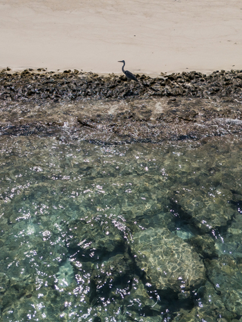 Aerial view of a solitary heron stands sentinel where the rugged coral coast meets the crystalline waters a serene tableau of contrasts Vashafaru Island Maldives.