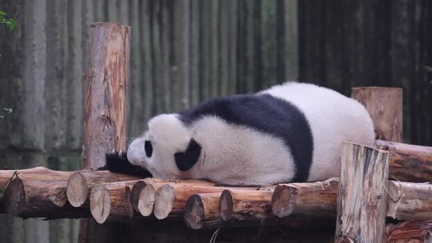 View of a giant panda sleeping on a wooden platform in China. View of a giant panda sleeping on a wooden platform in China.