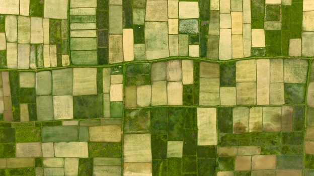 Aerial view of lush green and yellow rice paddies arranged in a geometric patchwork pattern across the landscape in Honnavar Karnataka India.
