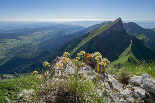 View of the sharp peak of Zdiarska vidla with wildflowers on rocky foreground and green mountain slopes under a clear blue sky in Zdiar Presov Region Slovakia. View of the sharp peak of Zdiarska vidla with wildflowers on rocky foreground and green mountain slopes under a clear blue sky in Zdiar Presov Region Slovakia.