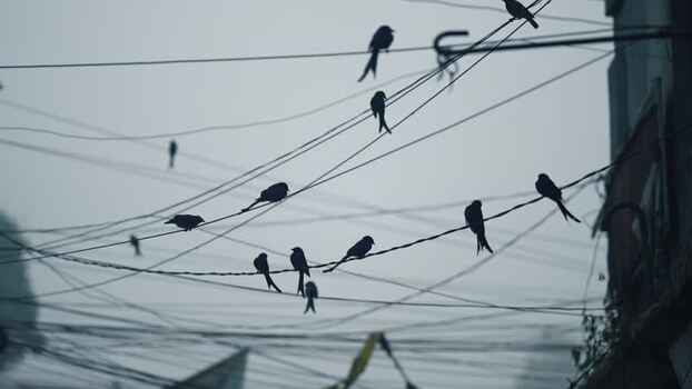 View of birds perched on power lines Bangladesh.