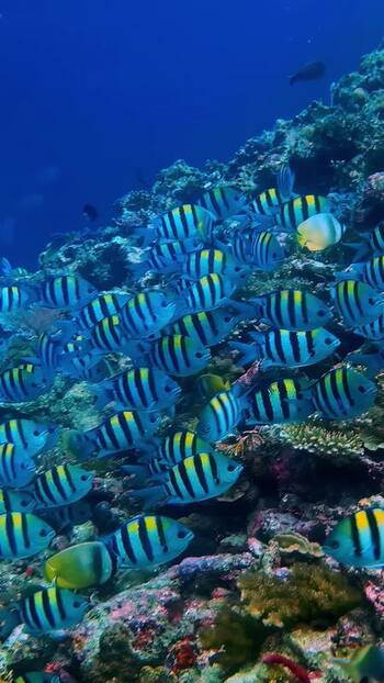 View of sergeant major fish swimming over a coral reef in Indonesia. View of sergeant major fish swimming over a coral reef in Indonesia.