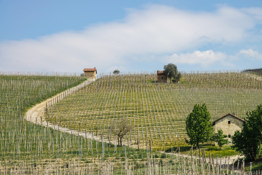 Aerial view of the rolling hills and rows of vineyards with small stone farmhouses and a winding dirt path under a clear blue sky in Barolo Piedmont Italy. Aerial view of the rolling hills and rows of vineyards with small stone farmhouses and a winding dirt path under a clear blue sky in Barolo Piedmont Italy.