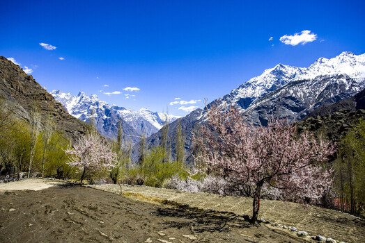 View of blossoming pink trees in a mountain valley with snow capped peaks under a clear blue sky in Gilgit Baltistan Pakistan.