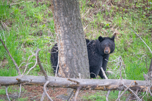 View of a black bear standing behind a tree in a grassy forest clearing in Yellowstone National Park United States. View of a black bear standing behind a tree in a grassy forest clearing in Yellowstone National Park United States.