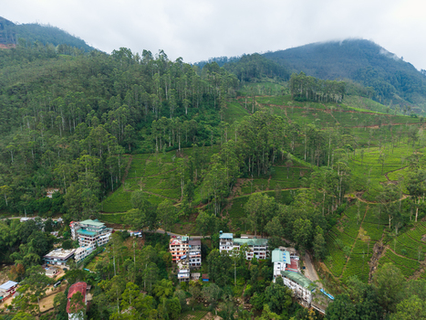Aerial view of lush green tea plantations and buildings nestled among tropical trees on a hillside in Nallathanniya Central Province Sri Lanka. Aerial view of lush green tea plantations and buildings nestled among tropical trees on a hillside in Nallathanniya Central Province Sri Lanka.