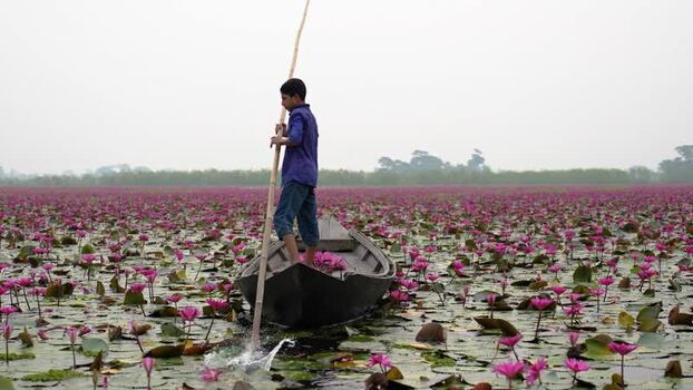 View of a boy in a boat among water lilies in Barishal Bangladesh. View of a boy in a boat among water lilies in Barishal Bangladesh.