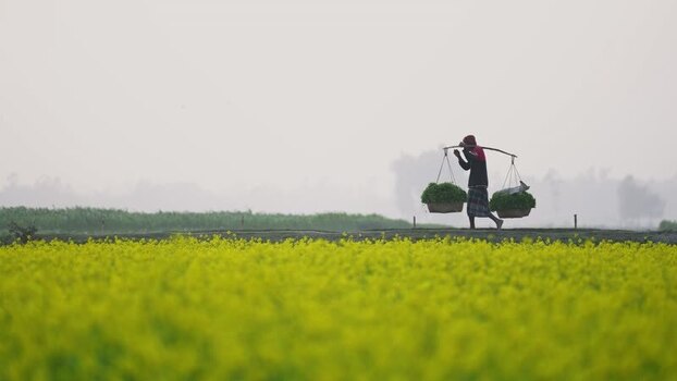 View of a farmer carrying produce across a mustard field Bangladesh. View of a farmer carrying produce across a mustard field Bangladesh.
