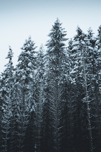 View of snow covered pine trees in the dense forest of the Pohja Korvemaa Nature Reserve Harju County Estonia. View of snow covered pine trees in the dense forest of the Pohja Korvemaa Nature Reserve Harju County Estonia.