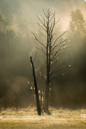 View of a dead tree with spiderwebs on its branches standing in a misty field during golden hour in Debrzno Pomeranian Voivodeship Poland.