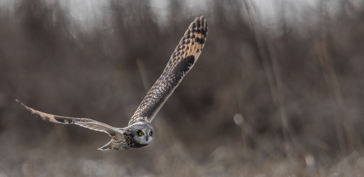 View of a short eared owl in flight with wings spread wide over a grassy field in Delta British Columbia Canada. View of a short eared owl in flight with wings spread wide over a grassy field in Delta British Columbia Canada.