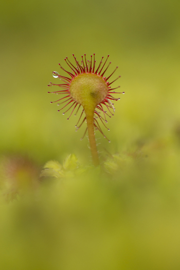 View of a Common Sundew plant with sticky glandular tentacles and a dew drop against a soft green background in the United Kingdom. View of a Common Sundew plant with sticky glandular tentacles and a dew drop against a soft green background in the United Kingdom.
