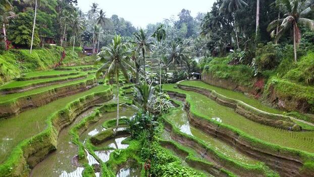 Aerial view of Tegallalang Rice Terrace Indonesia. Aerial view of Tegallalang Rice Terrace Indonesia.