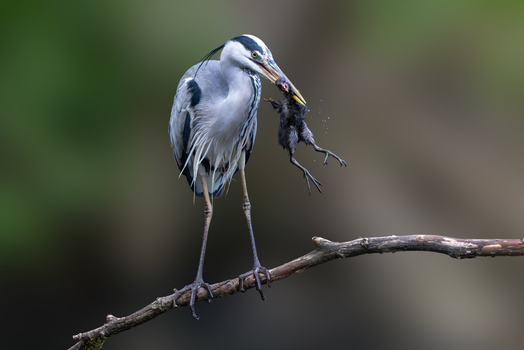 View of a grey heron perched on a wooden branch while holding a small black bird in its beak Selestat Grand Est France.