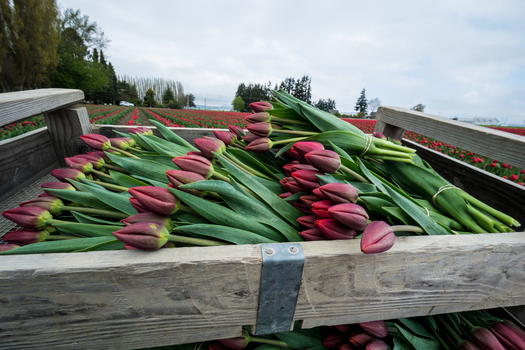 View of a wooden crate filled with freshly harvested dark purple tulips in a field in La Conner Washington United States.