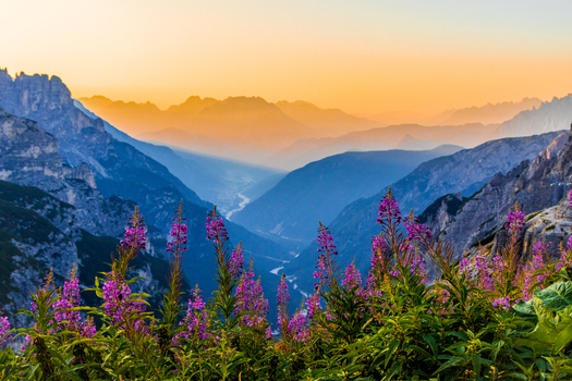 View of purple wildflowers in the foreground with the Auronzo di Cadore valley and Dolomite mountains at sunset in Auronzo Veneto Italy.