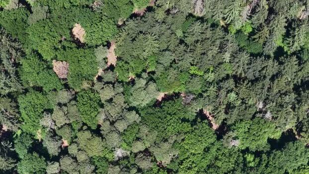 Aerial view of dense green forest canopy France.