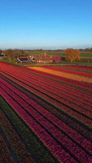 Aerial view of blooming tulip fields and a traditional farmhouse Netherlands. Aerial view of blooming tulip fields and a traditional farmhouse Netherlands.