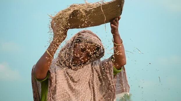 View of a woman winnowing rice grain in Bogura Bangladesh.