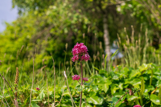 View of a vibrant red valerian flower blooming in a lush green meadow with tall grasses and foliage in Looe Cornwall United Kingdom. View of a vibrant red valerian flower blooming in a lush green meadow with tall grasses and foliage in Looe Cornwall United Kingdom.