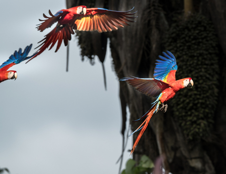 View of vibrant Scarlet Macaws in flight with their colorful red yellow and blue plumage spread against a natural backdrop in Puerto Jimenez Puntarenas Province Costa Rica.