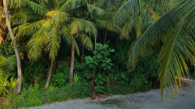 Aerial view of palm trees on Kelaa island Maldives. Aerial view of palm trees on Kelaa island Maldives.