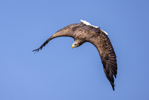 View of a white tailed eagle soaring in flight with its wings spread against a clear blue sky Selestat Grand Est France.
