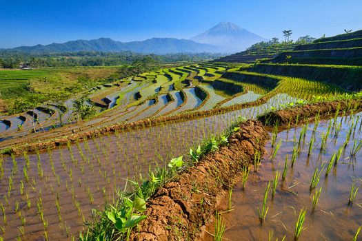 View of Ngendrosari rice terraces with lush green paddy fields and a majestic mountain peak under a clear blue sky in Magelang Central Java Indonesia.