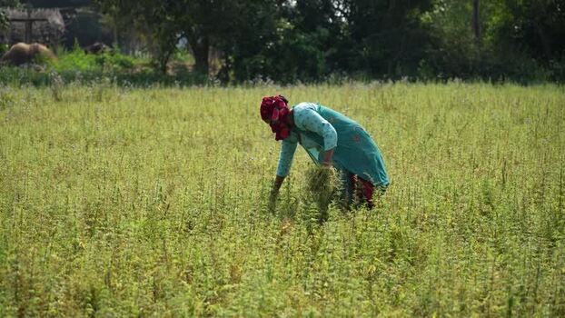 View of a woman working in a green field in Dang Nepal. View of a woman working in a green field in Dang Nepal.