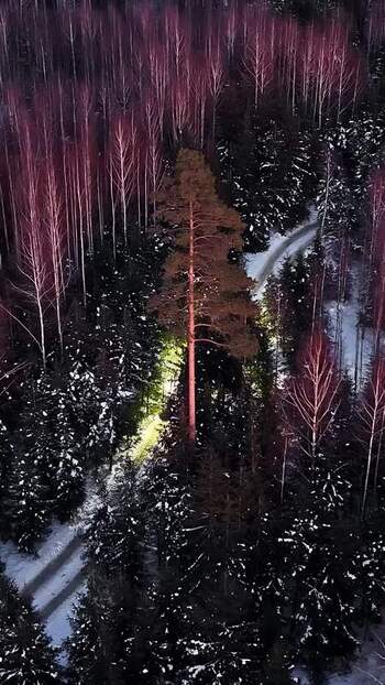 Aerial view of pine tree in snowy forest Latvia.