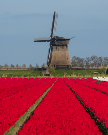 View of Bovenmolen G windmill standing behind a vibrant field of red tulips under a clear blue sky in Schermerhorn Noord Holland Netherlands. View of Bovenmolen G windmill standing behind a vibrant field of red tulips under a clear blue sky in Schermerhorn Noord Holland Netherlands.