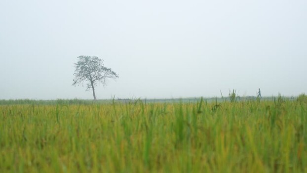 View of a misty rice field with a single tree Bangladesh. View of a misty rice field with a single tree Bangladesh.