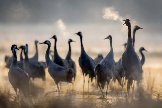 View of a flock of common cranes standing in a misty field during a cold morning with their breath visible in the air in Debrzno Pomeranian Voivodeship Poland.