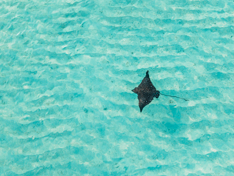 Aerial view of a majestic eagle ray gliding through the crystal clear turquoise waters near Kan Island Dhidhdhoo Maldives.